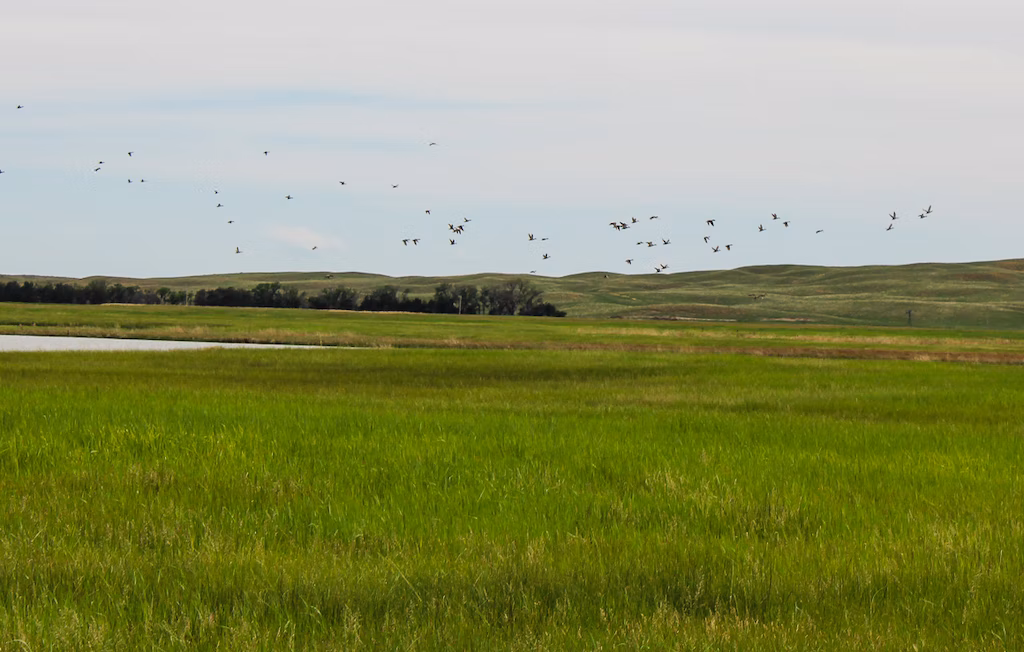 ArapahoeWaterfowl