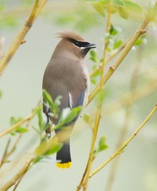 Cedar Waxwing