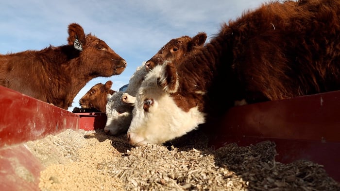 SHR Cows Feeding